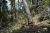 Revolución Forestal