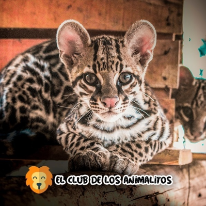Logotipo - El Club de los Animalitos