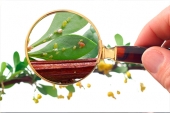 Seguridad alimentaria - Intedya- International Dynamic Advisors