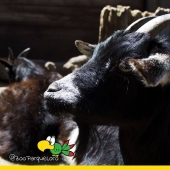 El zoológico más divertido te espera a su curso de verano - Zoo Parque Loro