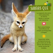 Disfruta de todos los animales que hay en Parque Loro - Zoo Parque Loro