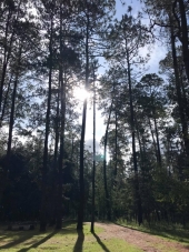 Caminatas en el bosque, escucharás a los pájaros y el viento entre los árboles lo sentirás como el mar. - Cabañas Entre Pinos
