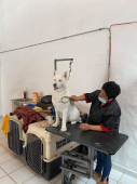  - Roca Pets