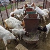  - Agropecuaria Petsland