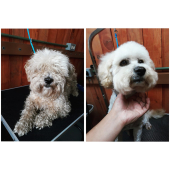  - Cabaña Pet