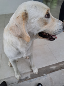  - Veterinaria Bautista