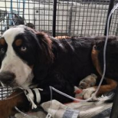  - Bienestar animal Clínica de Especialidades y Cirugía Veterinaria