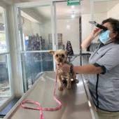  - Bienestar animal Clínica de Especialidades y Cirugía Veterinaria