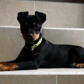 - Bienestar animal Clínica de Especialidades y Cirugía Veterinaria