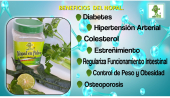  - Señor ficus