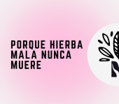  - Malinalli Herbolaria