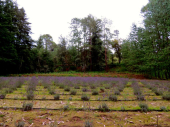 - Rancho San Martín
