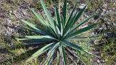  - Mezcal Delirio