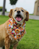  - Molly & Robbie - Ropa para mascotas