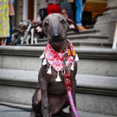  - Molly & Robbie - Ropa para mascotas