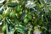  - Rutas al Campo y Mundo Aguacatero