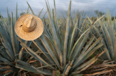  - GIXI Mezcal