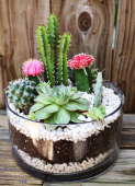  - Punta Viva - Decoración con Cactus