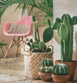  - Punta Viva - Decoración con Cactus