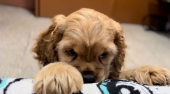  - Groomer Prado