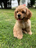  - Groomer Prado