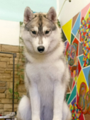  - Groomer Prado