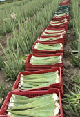  - Global Aloe