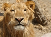 Conoce el recinto de leones - Zoo Parque Loro
