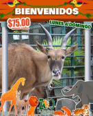  - El Club de los Animalitos
