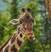 ¡Ven a conocer a las jirafas! - Africam Safari