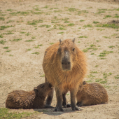 Nuestros roedores están listos para tu visita. - Africam Safari