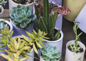  - Punta Viva - Decoración con Cactus