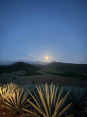  - Mezcal Delirio