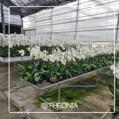  - Pheonia Floristería