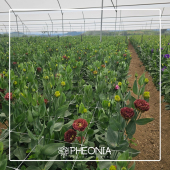  - Pheonia Floristería