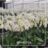  - Pheonia Floristería