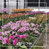  - Pheonia Floristería