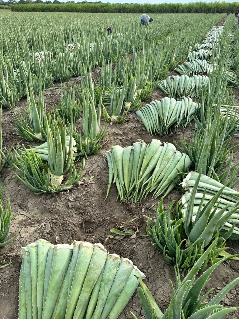  - Global Aloe