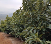  - Rutas al Campo y Mundo Aguacatero