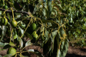  - Rutas al Campo y Mundo Aguacatero