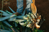  - AMARGA LOCURA - Mezcal