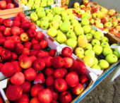  - Gala Frut