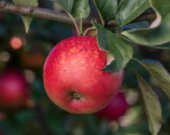  - Gala Frut