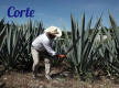 comercializadoralevel4mezcalartesanal
