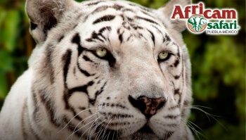 Admira los únicos tigres blancos - Tip Tour Operadora & DMC - Puebla