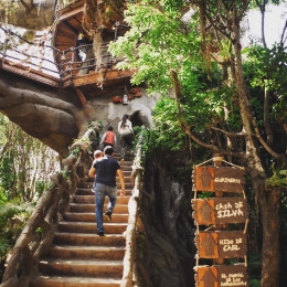 Ven a conocer el #árbolarcano! Donde encontrarás el nido de #Cael la casa de #Silva. - Africam Safar...
