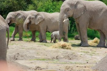 La Cigüeña llego a Casa, nacimiento de un bebe elefante - Africam Safari - Africam Safari - Puebla