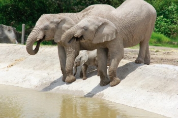 Bebe elefante en Africam Safari - Africam Safari - Puebla