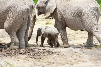 El elefante nació en perfectas condiciones de salud. - Africam Safari - Puebla
