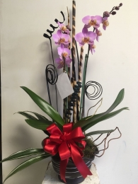 Florería - Flor de Lotto  Orquídeas en maceta  - Florería - Flor de Lotto - Puebla